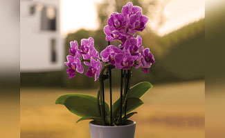 best gifts for plant lovers