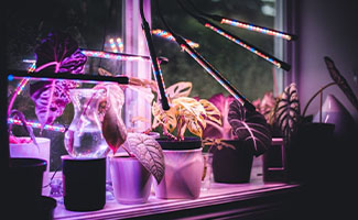 best gifts for plant lovers