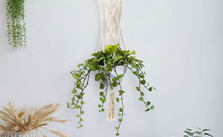best gifts for plant lovers