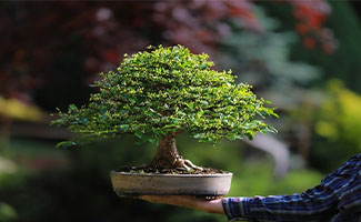 best gifts for plant lovers