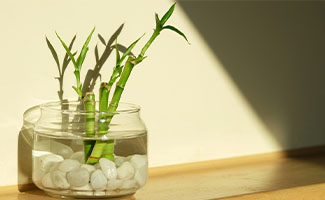 best gifts for plant lovers