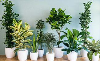 best gifts for plant lovers