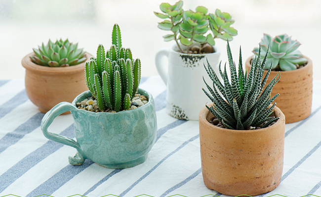 Mini Succulent Plant