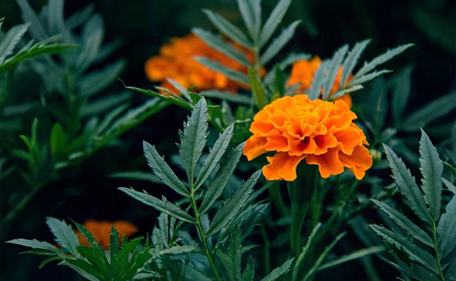 Significance of Marigold flowers