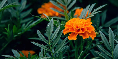 Significance of Marigold flowers
