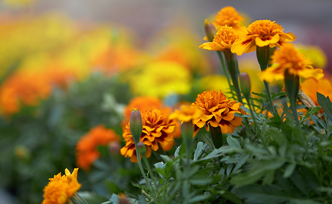 Marigolds Are Economically Important in India