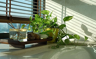 Money Plant