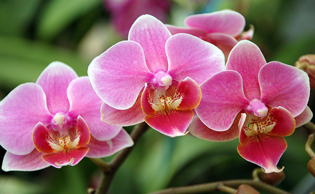 Orchids