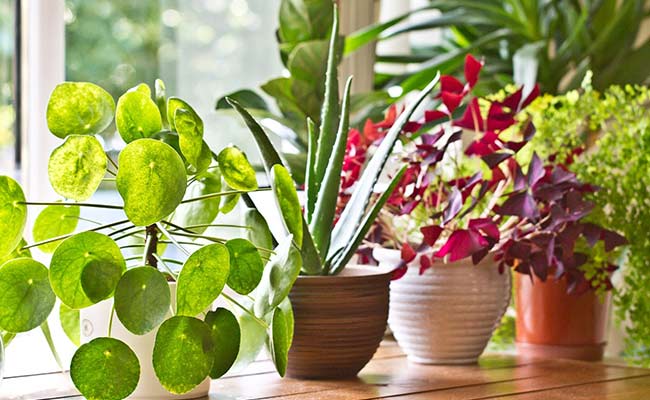fresh Flowers Indoor Plants