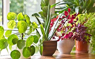 Indoor Plants