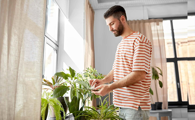 Why Plants Improve Mental Well-Being