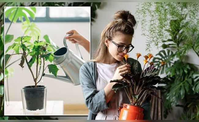 Stress Relief Plants