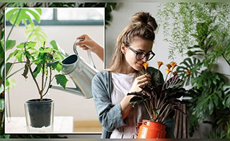 Stress Relief Plants