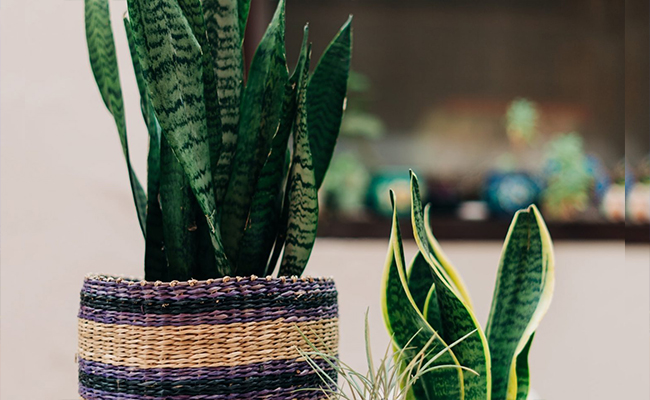 Top Healing Plants for Mental Well-Being