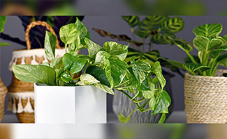  Buy Plant Gifts for Birthday