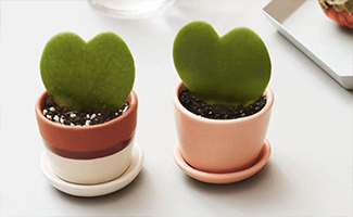 Personalized potted plants