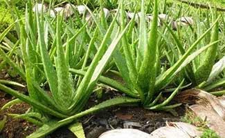 air-purifying plants for home
