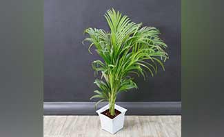 air-purifying plants for home