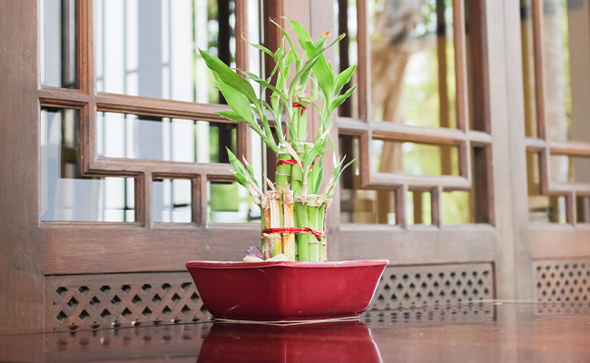 Bamboo – Strong and Balanced