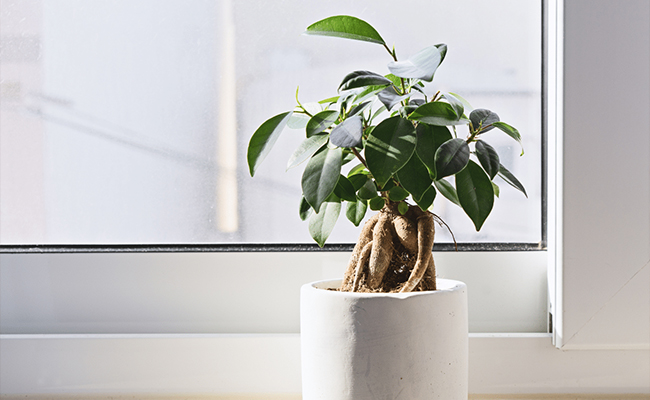 Bonsai – Patient and Detail-Oriented