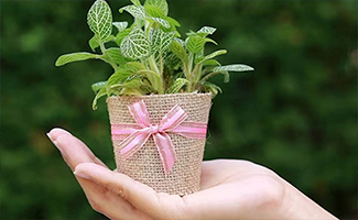 Tips for Gifting Winter-Friendly Indoor Plants