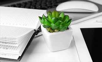Tabletop Plants