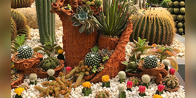 Decorative Cactus Plants