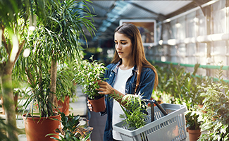 Indoor Plants for Winter