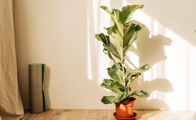 Fiddle Leaf Fig – Elegant and Refined