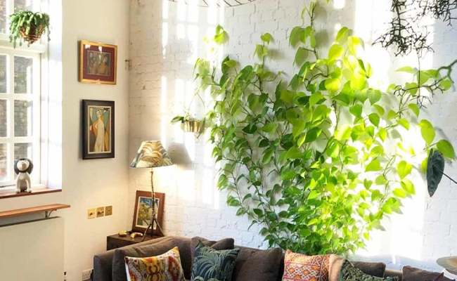 Money Plant – Ambitious and Optimistic