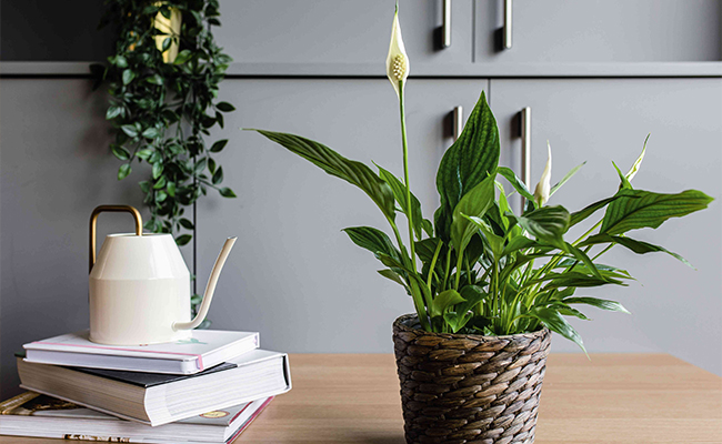 Peace Lily – Gentle and Harmonious
