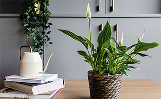 Peace Lily – Gentle and Harmonious