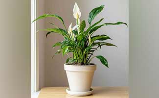 air-purifying plants for home