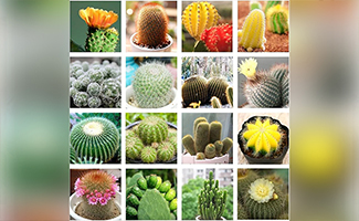 modern cactus planter ideas