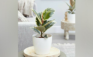 air-purifying plants care