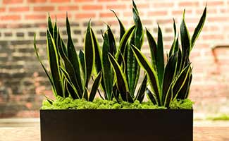 air-purifying plants for home