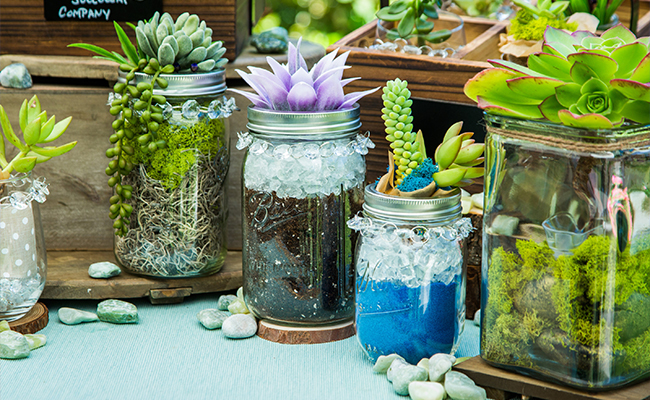 Succulent – Independent and Resilient