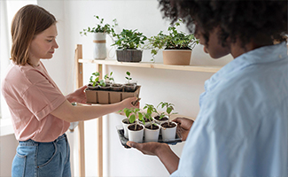 Indoor Plants for Winter