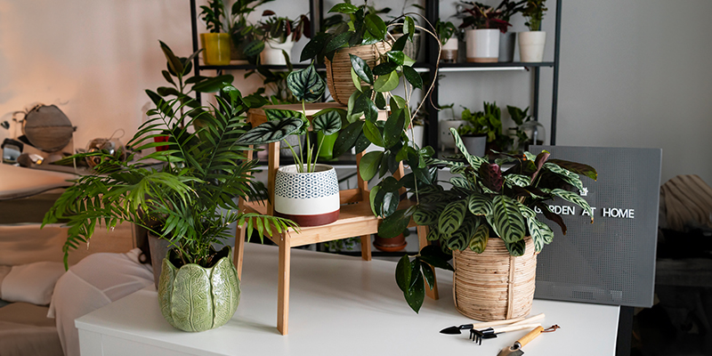 best indoor plants for winter best indoor plants for winter