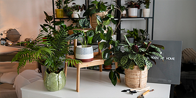 best indoor plants for winter