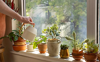 Winter Plant Care Tips for Indian Homes