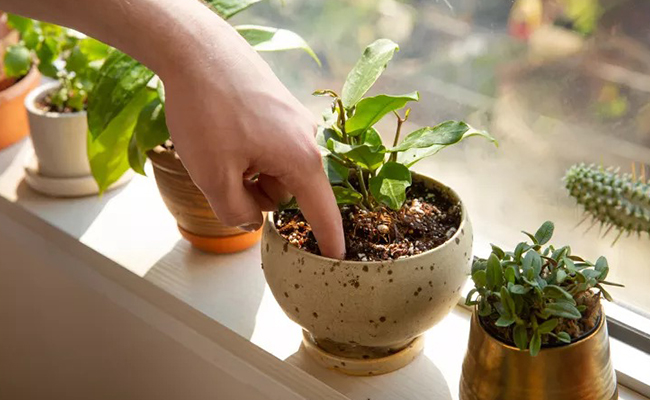 Winter Plant Care Tips for Indian Homes Winter Plant Care Tips for Indian Homes