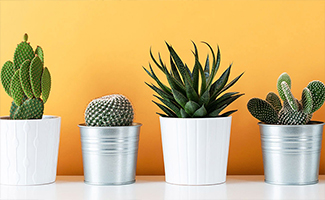 Best Hypoallergenic Plants for Gifting