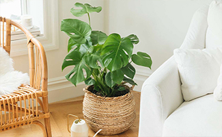 Monstera – Adventurous and Free-Spirited