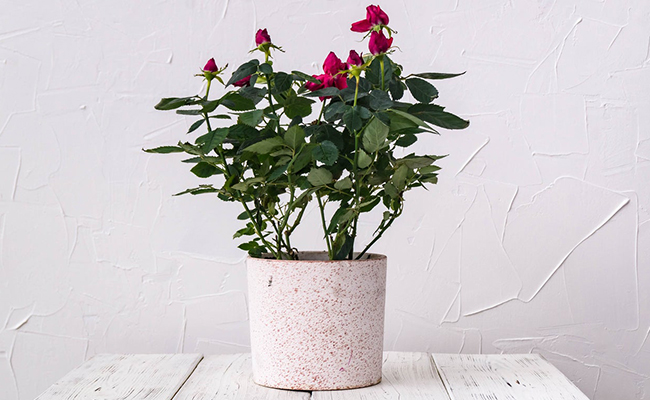 Rose Plant – Passionate and Romantic