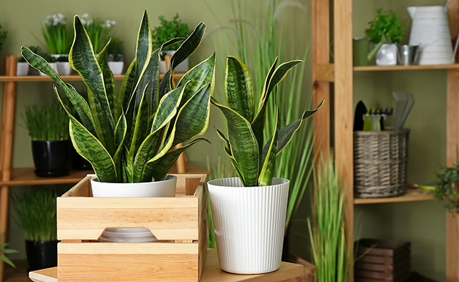 Snake Plant – Practical and Grounded