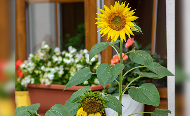 Sunflower – Optimistic and Outgoing