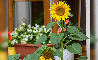 Sunflower – Optimistic and Outgoing