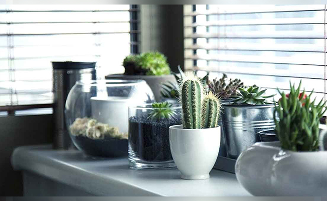 Why Choose Cactus as a Decorative Plant Why Choose Cactus as a Decorative Plant