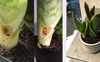 Regular Fungus Attack